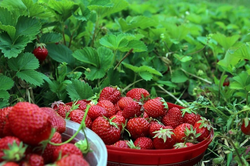 Strawberry Plantation.