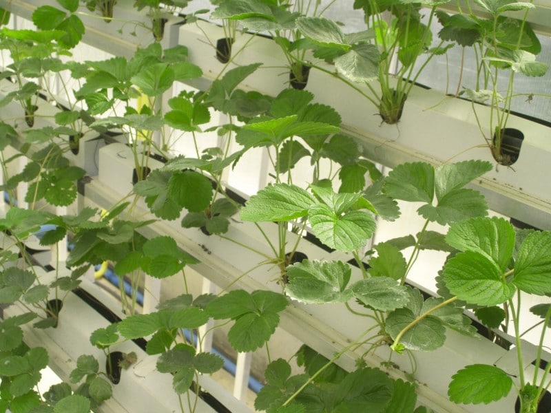 Strawberry Plants in Hydroponic System.