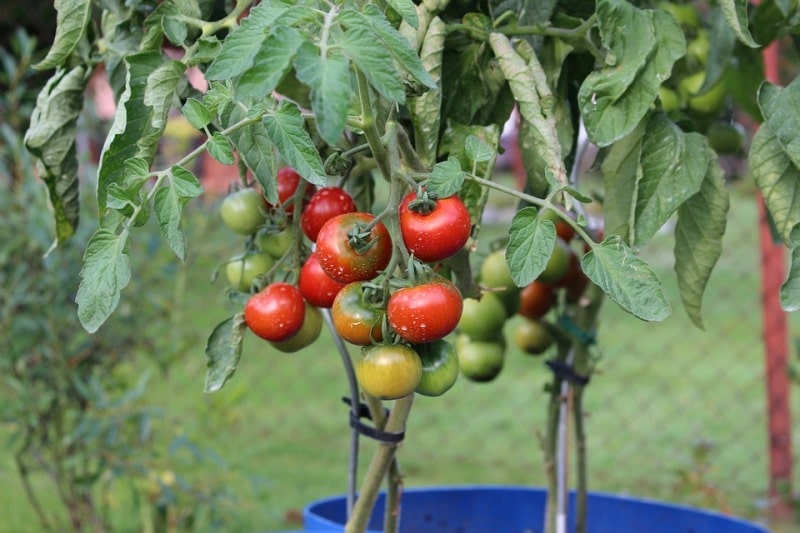 Tomato Plant in Pot.