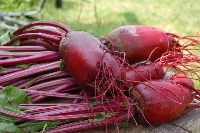 Container Beetroot Gardening Tips, Techniques