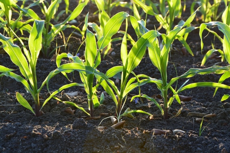 Corn Plantation in Backyard.