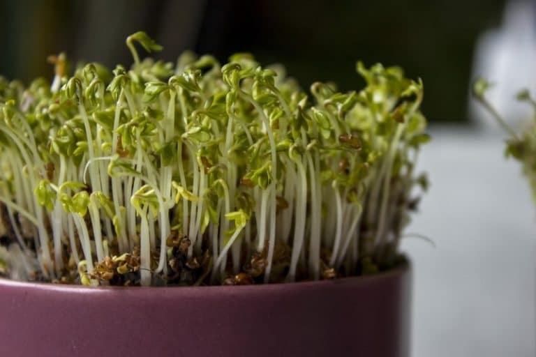 Growing Microgreens Indoors at Your Home
