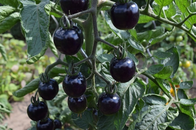 Black Tomatoes.