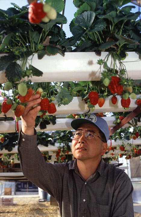 Hydroponic Strawberry Gardening.