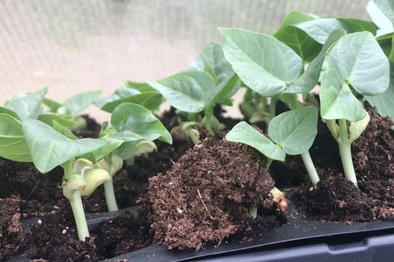Seedlings of Black-eyed Peas.