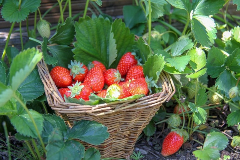 Hydroponic Strawberries.