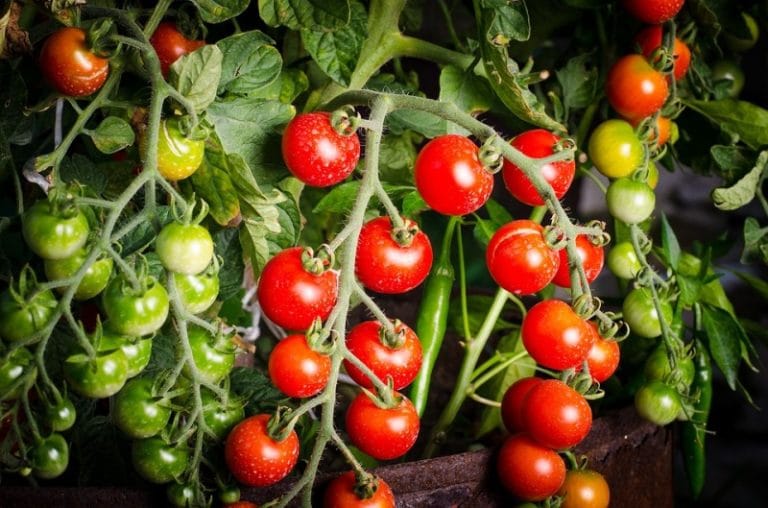 Container Tomato Gardening for Beginners