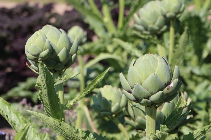 Steps for Growing Artichokes.