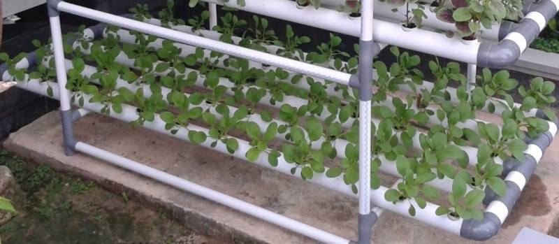Hydroponic System for Growing Spinach.