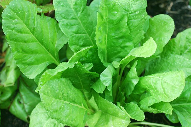 Hydroponic Spinach Advantages.