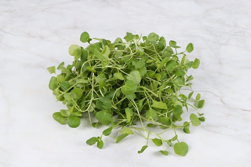 Harvested Watercress.