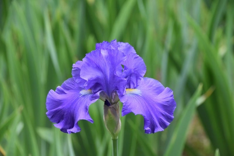 Iris Flower.