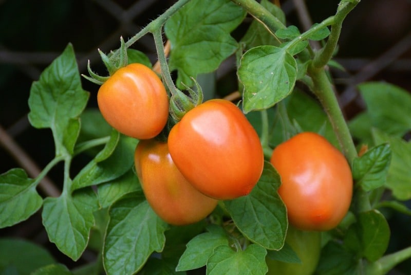 Organic Tomato Gardening Tips.
