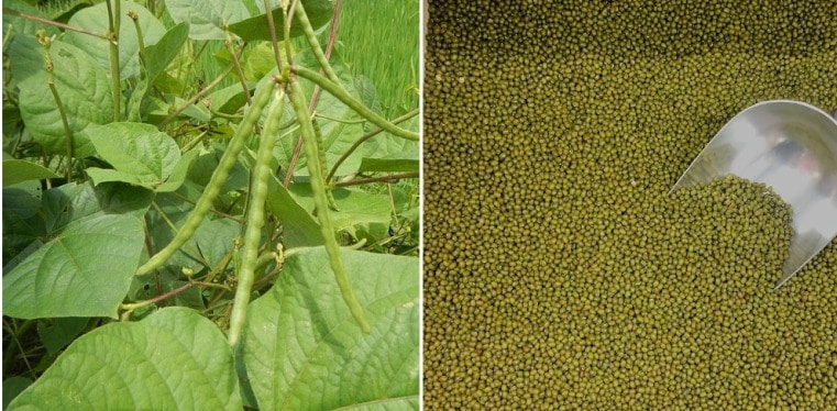 Steps for Growing Mung Beans.