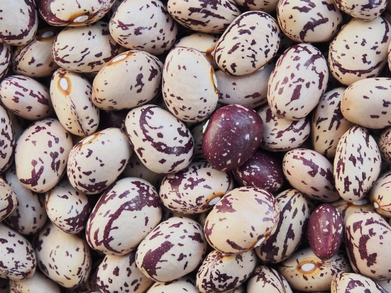 Borlotti Beans Seeds.