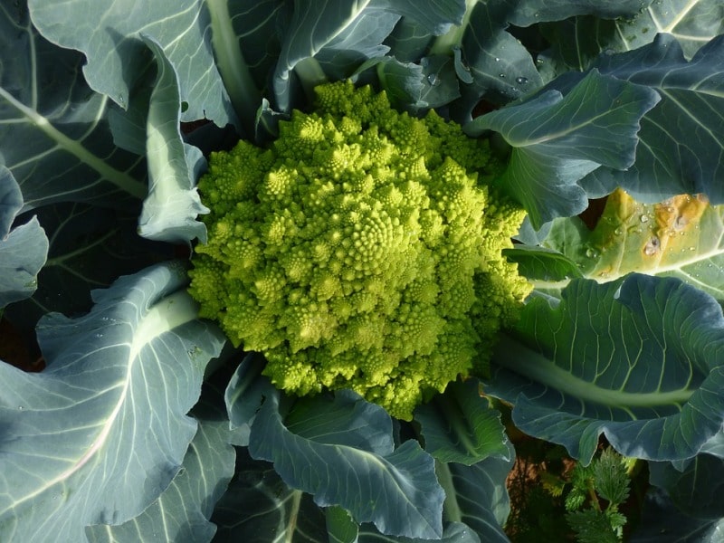 A typical broccoli variety.