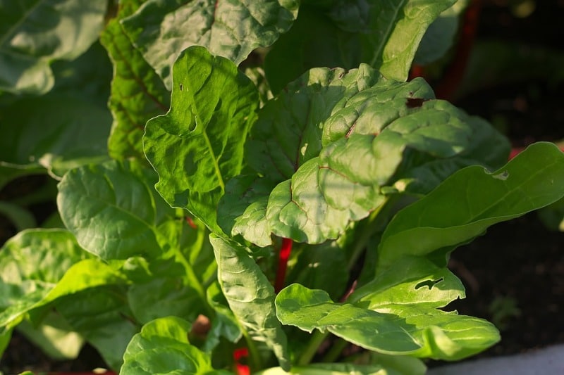 When to Harvest Swiss Chard.