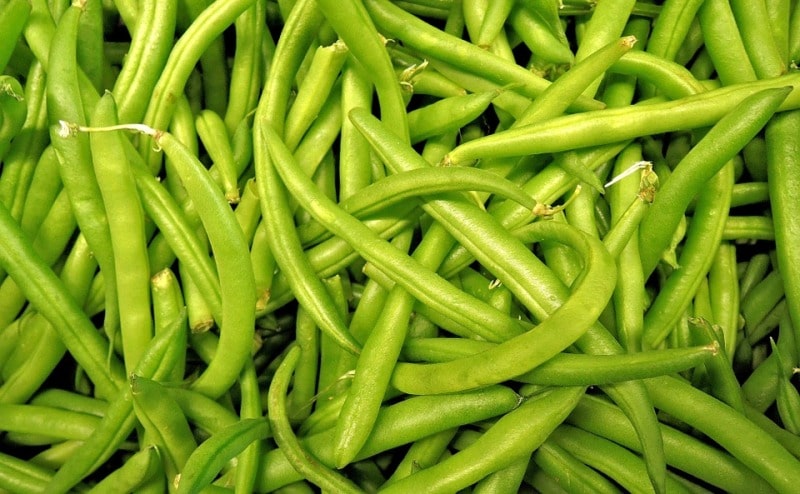 Harvested Green Beans.