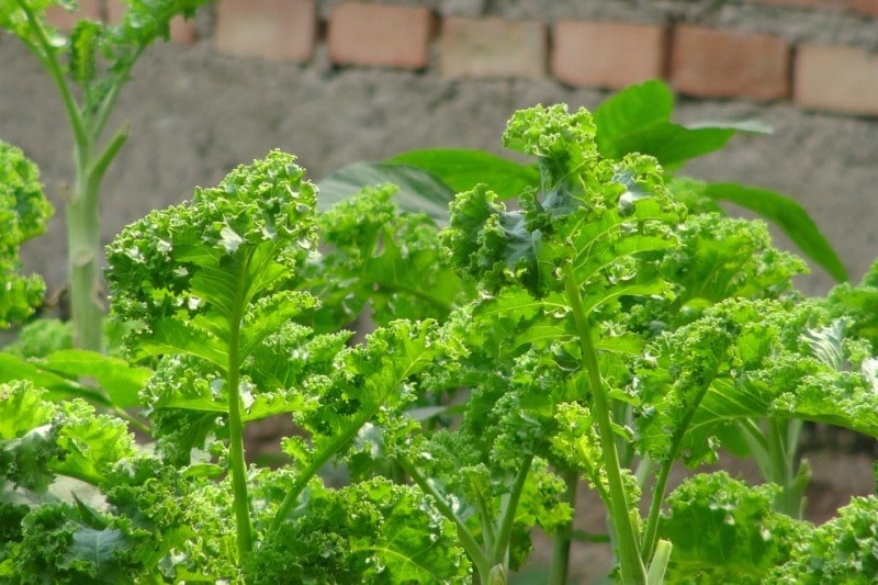 Growing Kale Plant.
