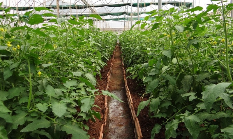Growing Tomatoes in Greenhouse.