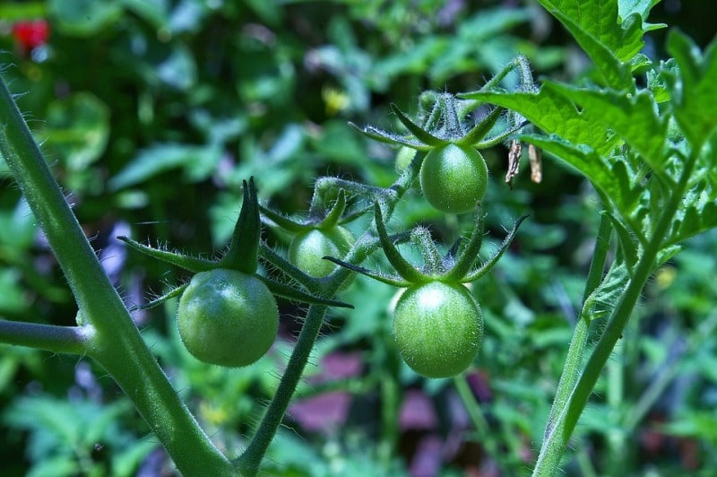 Unriped Tomatoes Growing from Seeds.