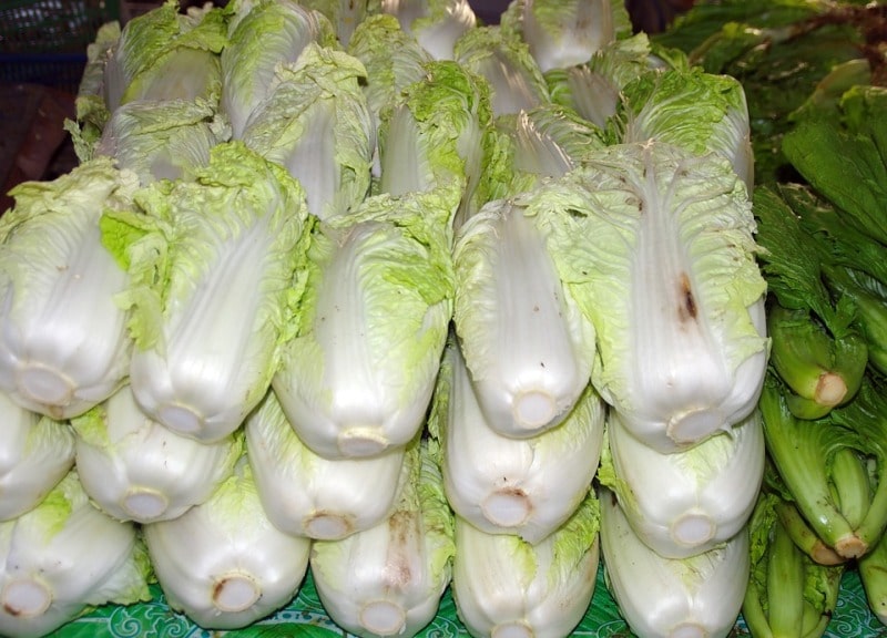 Harvested Chinese Cabbage.