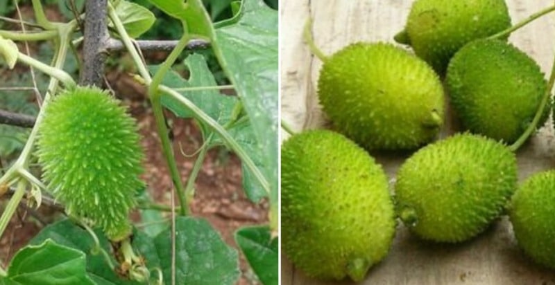 Growing Conditions of Agakara.