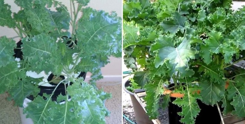 Growing Kale Hydroponically.