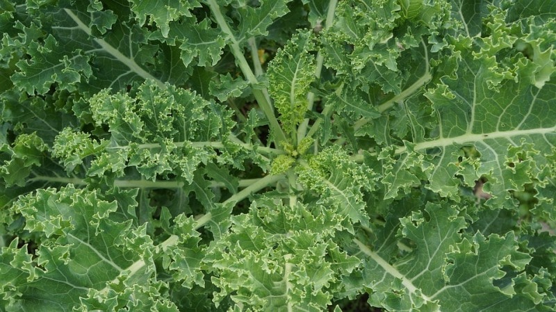 Kale Plant.