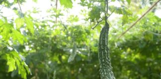 Advantages Of Growing Bitter Gourd In Hydroponics Archives