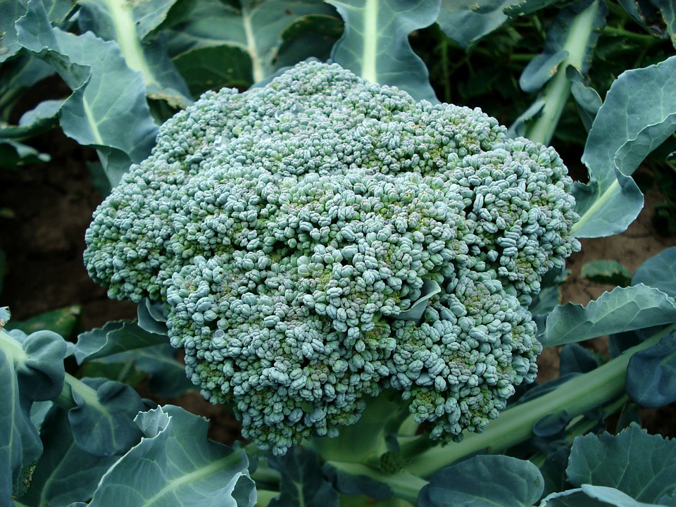 Broccoli Plant.