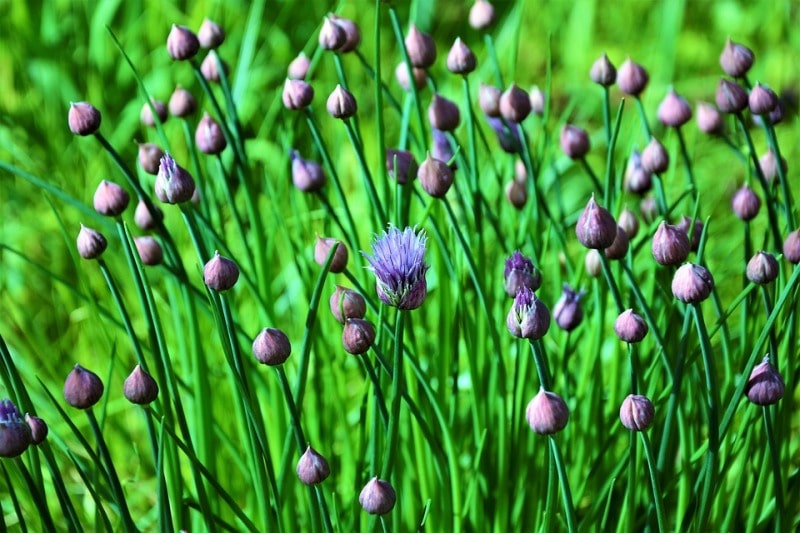 Blooming Chives.