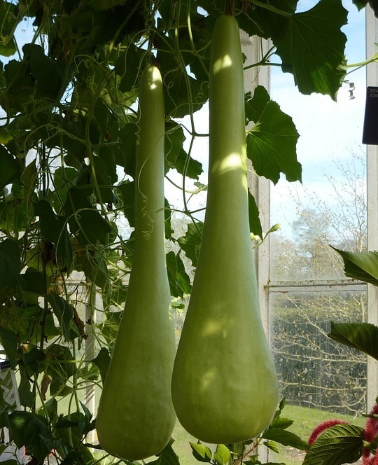 Bottle Gourd Plant.