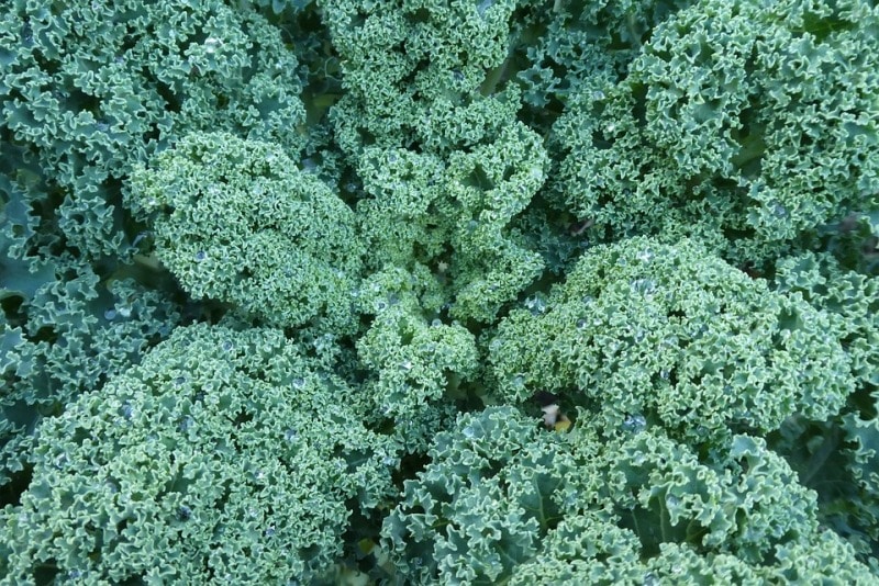 Hydroponic Kale Harvesting, Yield.