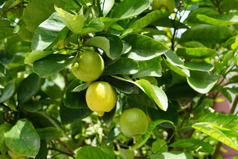 Growing Lemon Tree Facts.