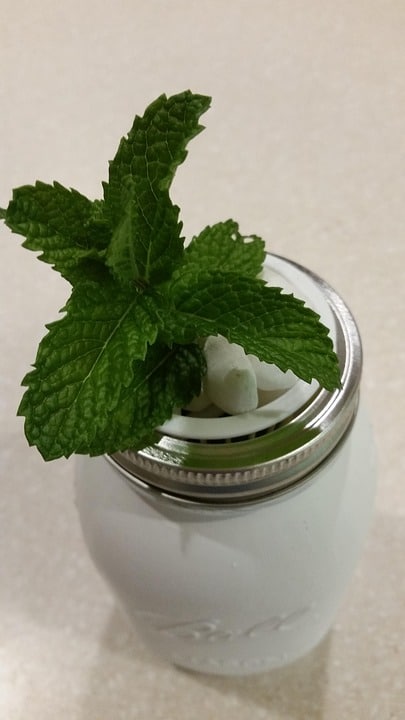 Growing mint in the hydroponic jar.