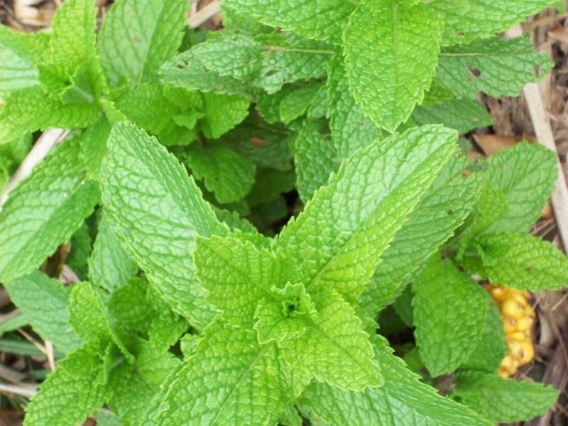 Facts of growing mint.