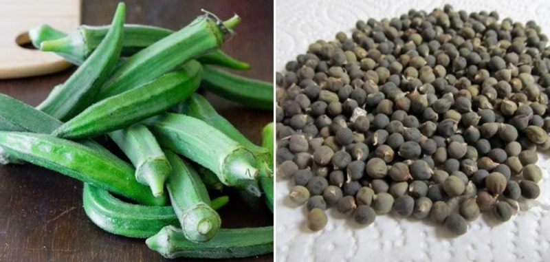 pictures of okra seedlings