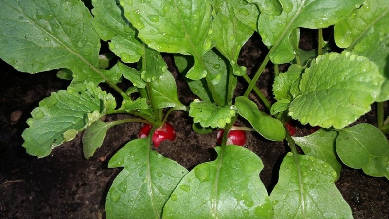 How to Care Your Radish Plants.