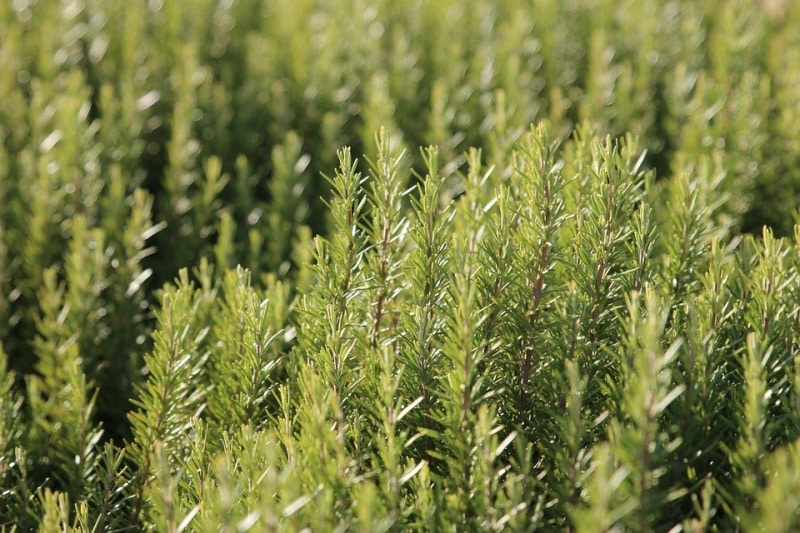 How to Grow Rosemary from Seed.