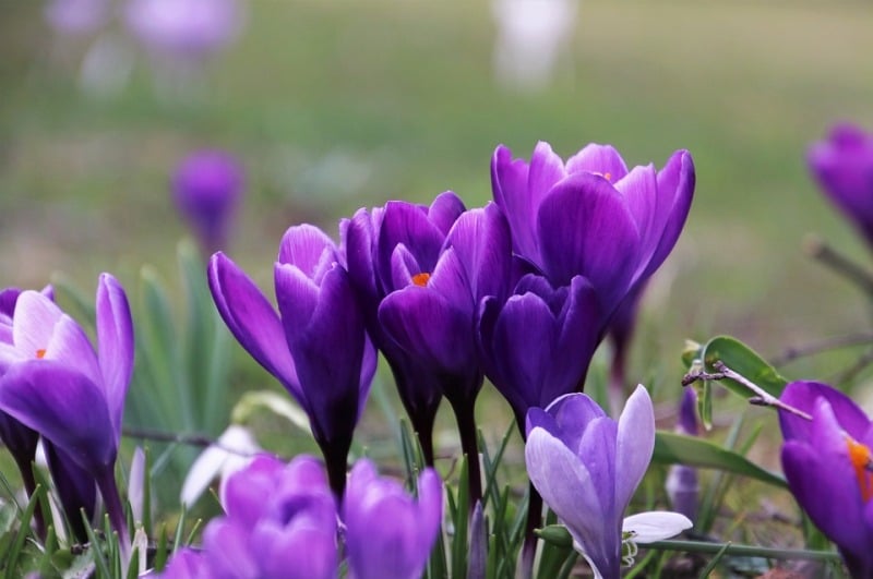 What Does Hydroponic Saffron Cultivation Mean?
