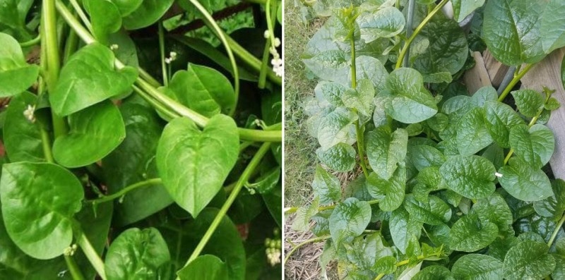 Growing Conditions of Malabar Spinach 