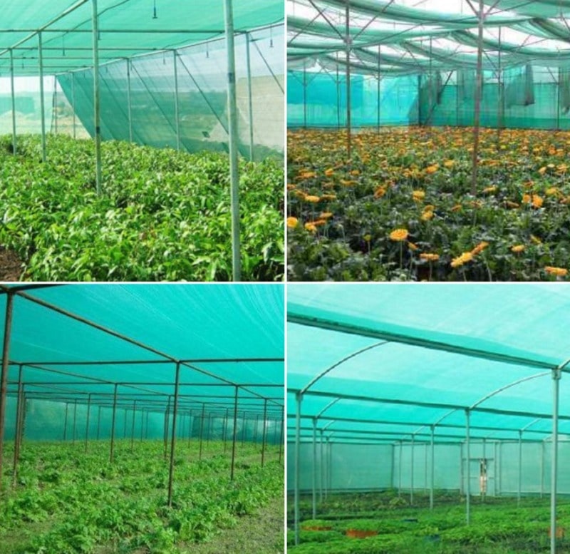 Growing Plants Under Shade Net.