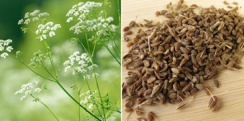 Anise Plant and Seeds.