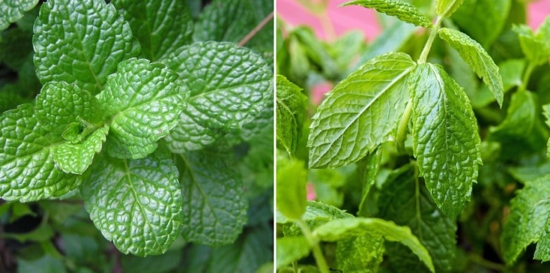 How to Grow Mint at Home.