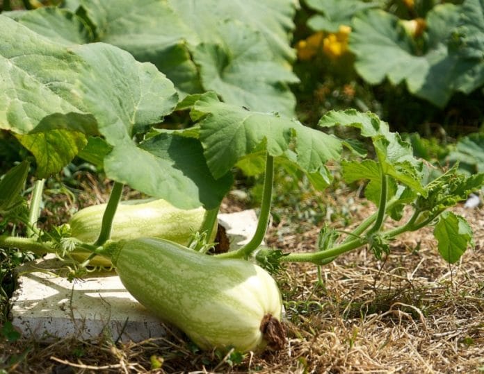 Growing Butternut Squash - A Full Guide | Gardening Tips
