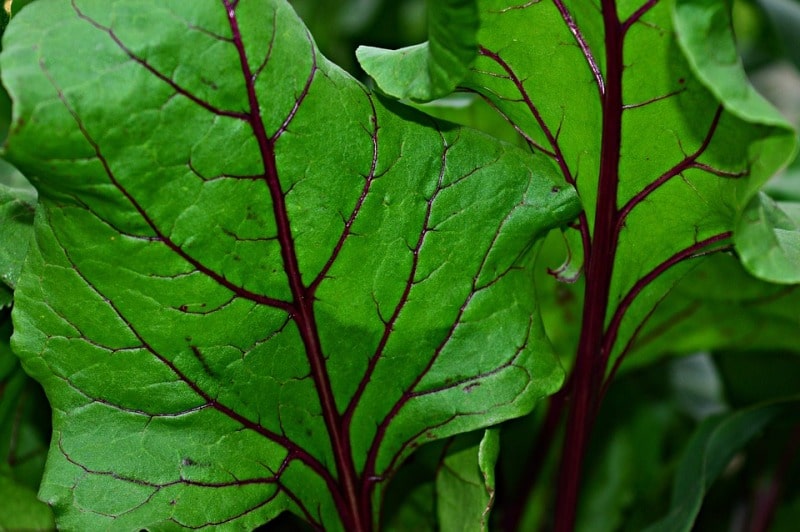 Temparature Requirement for Hydroponic Beetroot.