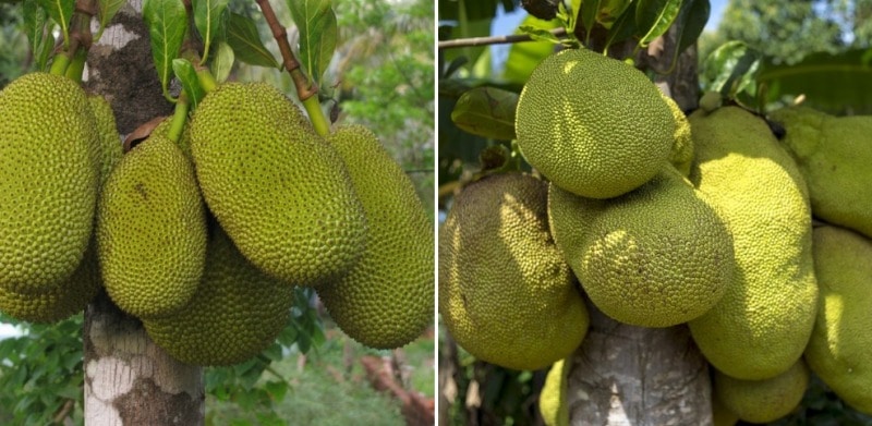 Jackfruit Tree.