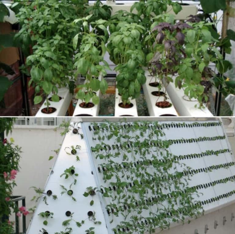 Aeroponic System Benefits Components A Full Guide Gardening Tips