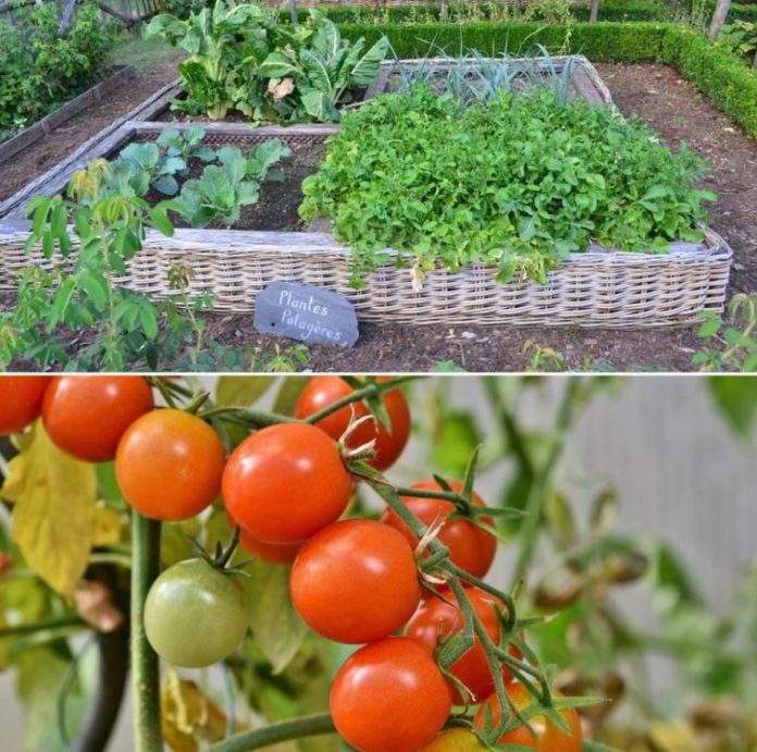Starting A Vegetable Garden From Scratch A Full Guide